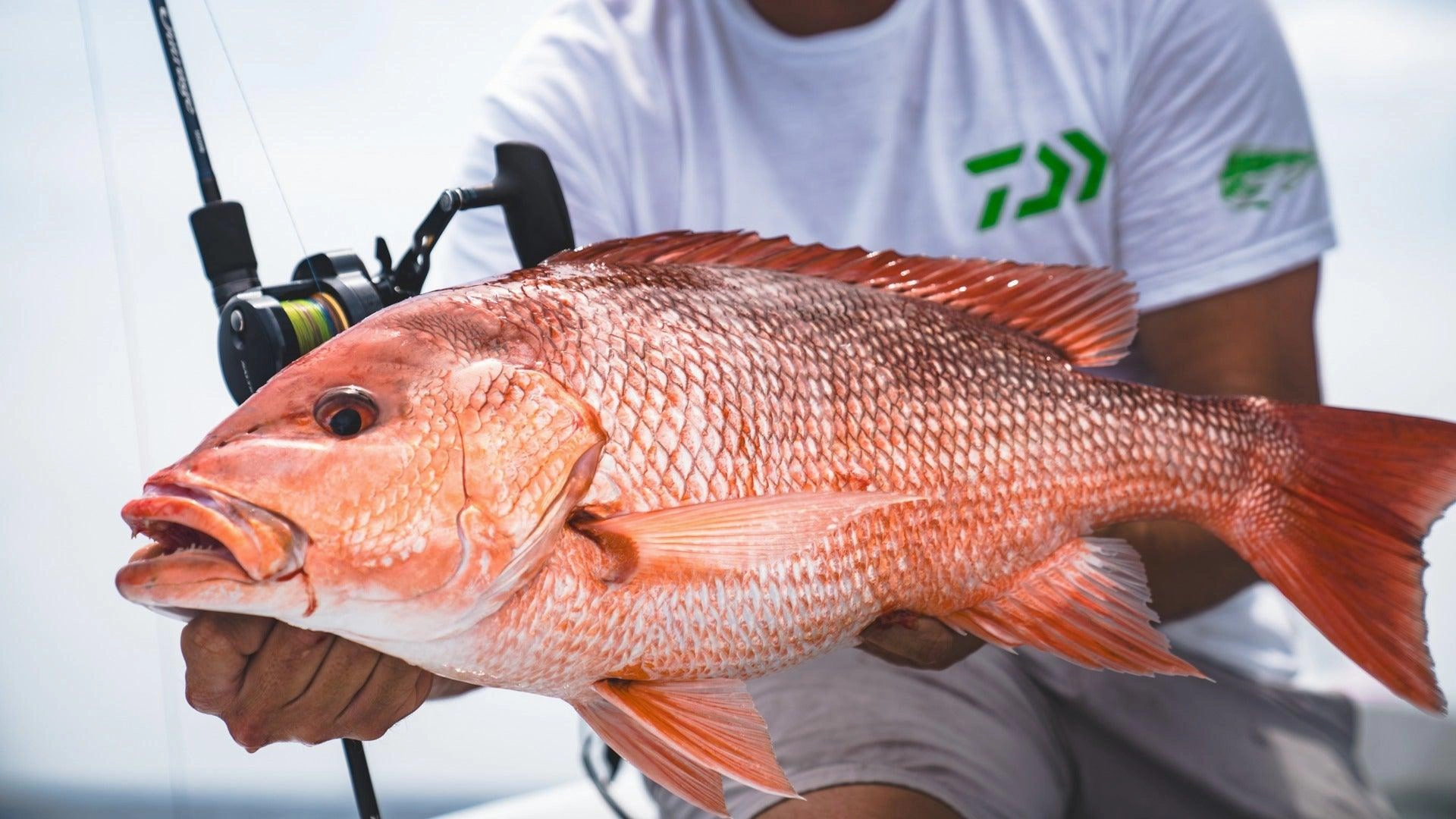 Daiwa 24 Saltiga Jigging Star Drag 15 Conventional Reels